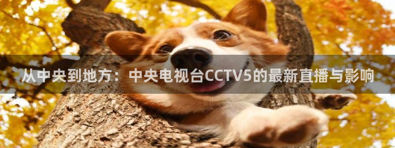 足球绿茵直播：从中央到地方：中央电视台CCTV5的最新直播与影响